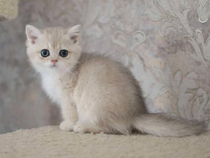 British Shorthair