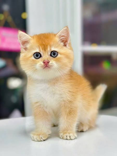 British Shorthair