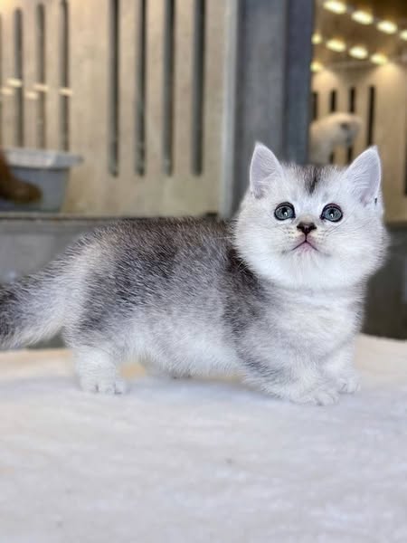 Munchkin