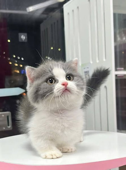 British Shorthair