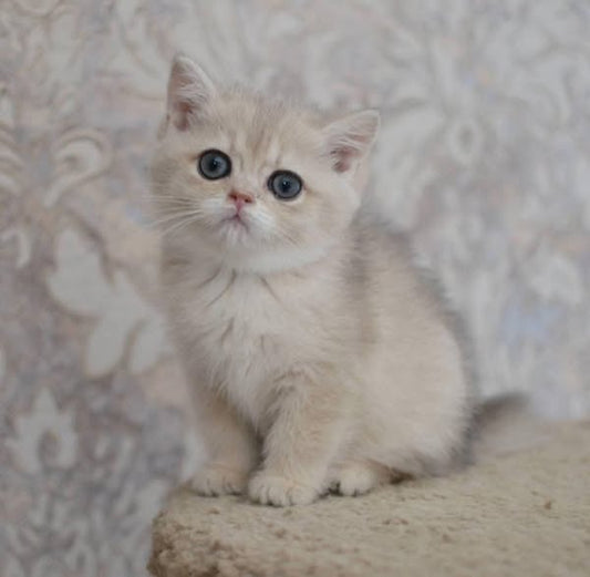 British Shorthair