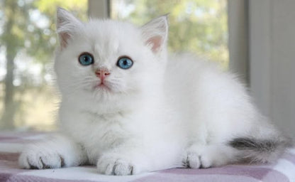 British Shorthair