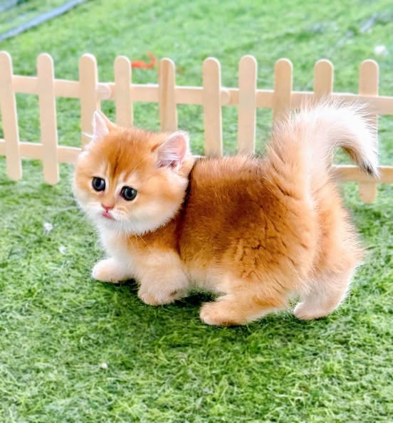 Munchkin