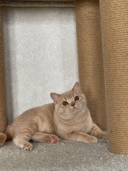 British Shorthair