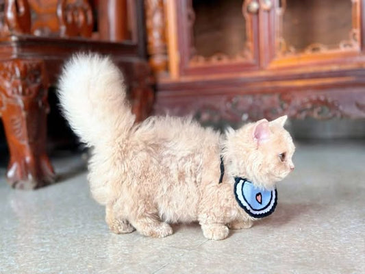 Selkirk Rex Munchkin