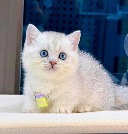 Munchkin