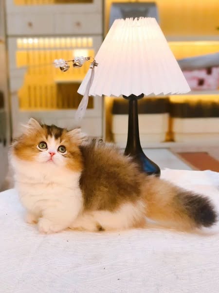 Munchkin Longhair