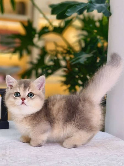 Munchkin