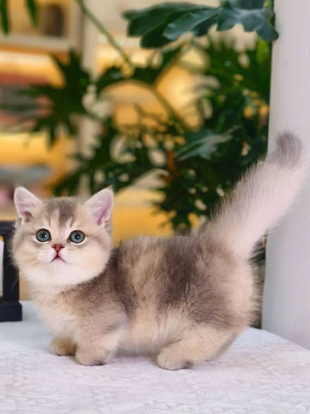 Munchkin