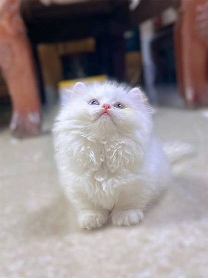 Munchkin Longhair
