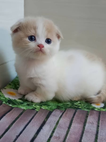 Munchkin Fold