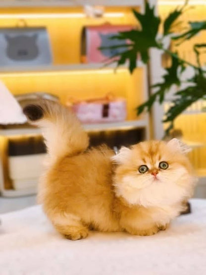 Munchkin Longhair