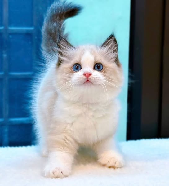 Ragdoll