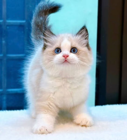 Ragdoll