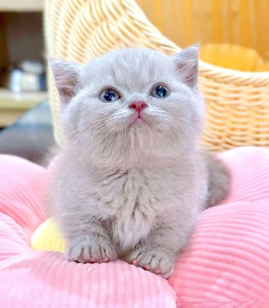 Munchkin