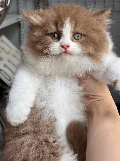 British Shorthair