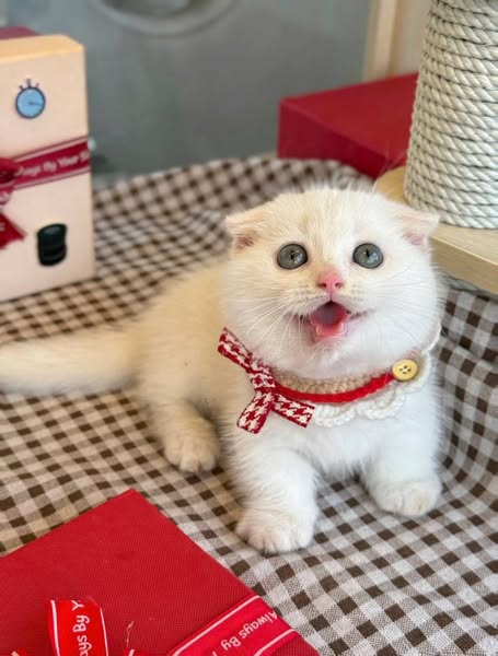 Munchkin Fold
