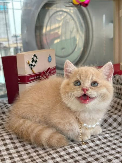 Munchkin