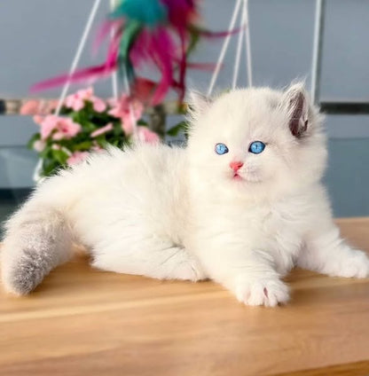 Munchkin Ragdoll Longhair