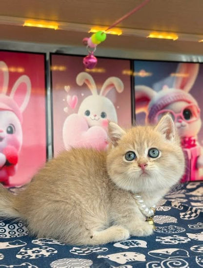 Munchkin