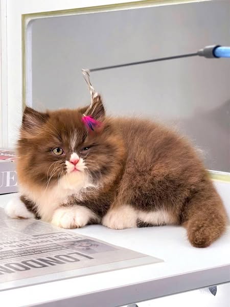 Munchkin Longhair