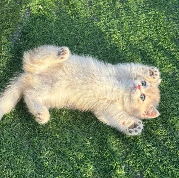 Munchkin