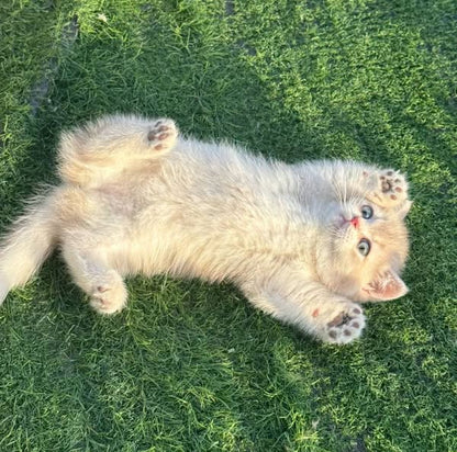 Munchkin