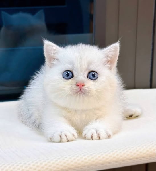 Munchkin