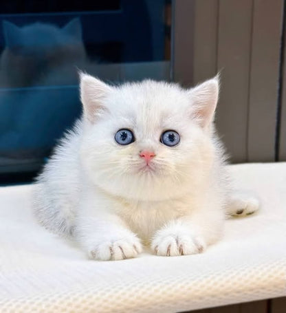 Munchkin