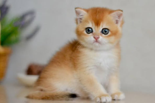 British Shorthair