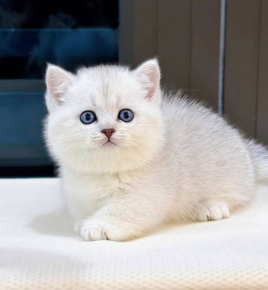 Munchkin