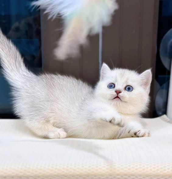 Munchkin