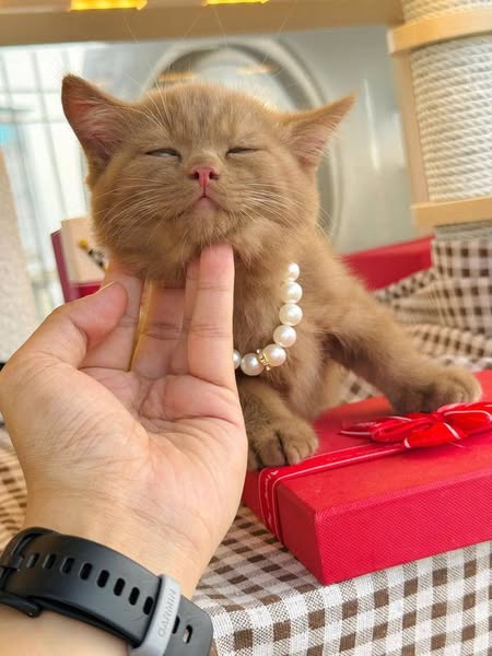 British Shorthair