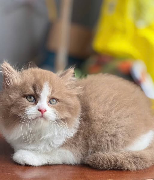 British Shorthair