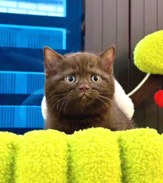 British Shorthair