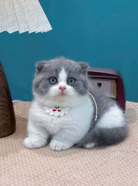 Munchkin Fold