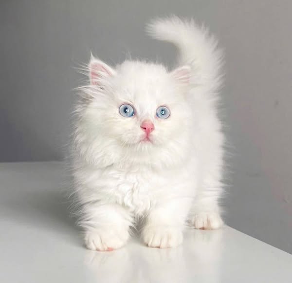 Munchkin Longhair