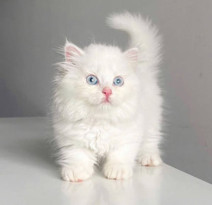 Munchkin Longhair
