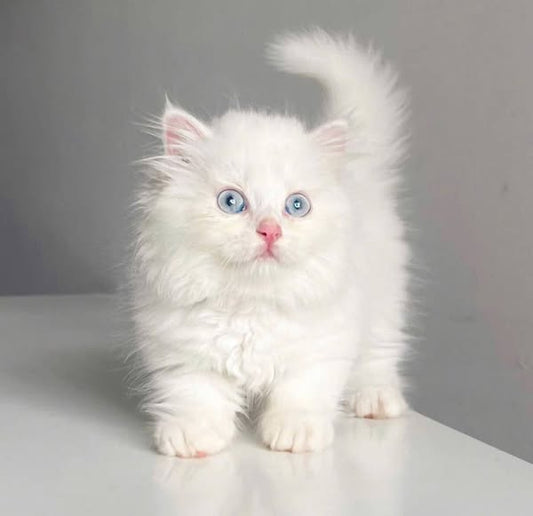 Munchkin Longhair
