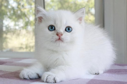 British Shorthair