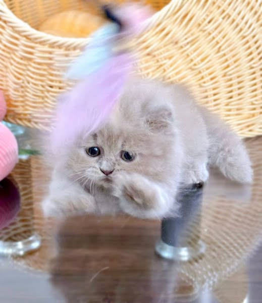 Munchkin Longhair
