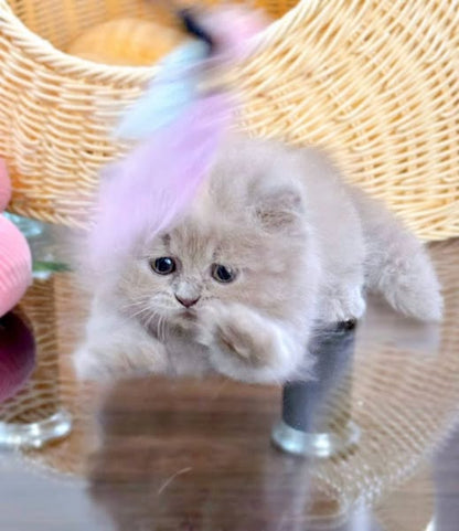 Munchkin Longhair