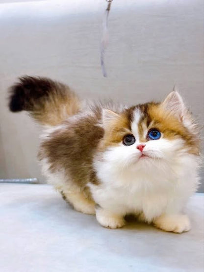 Munchkin Longhair
