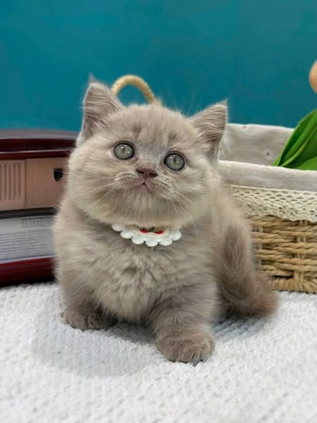 Munchkin