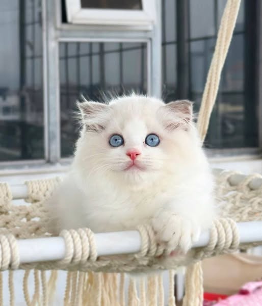 Ragdoll
