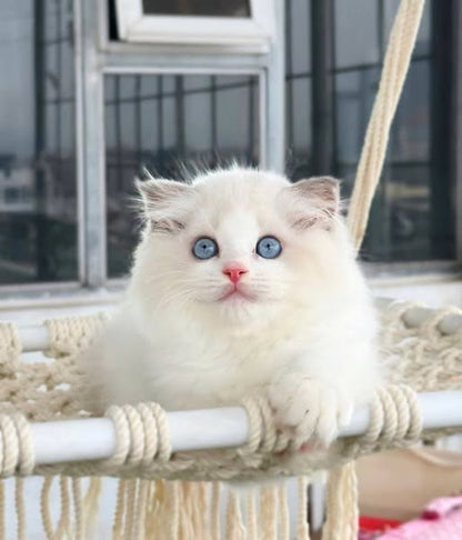 Ragdoll