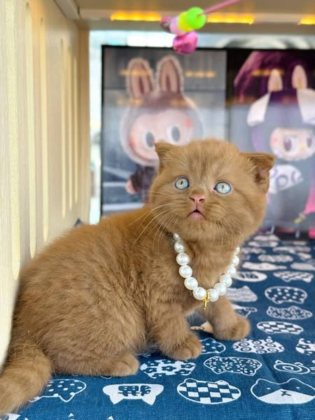 Scottish Fold