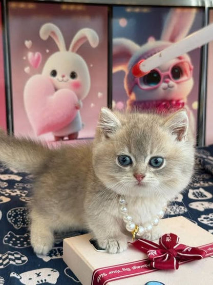 Munchkin