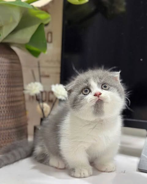 Munchkin Fold