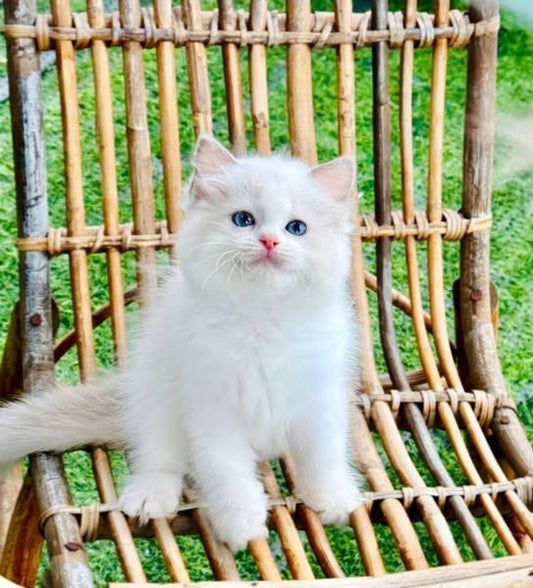 Ragdoll